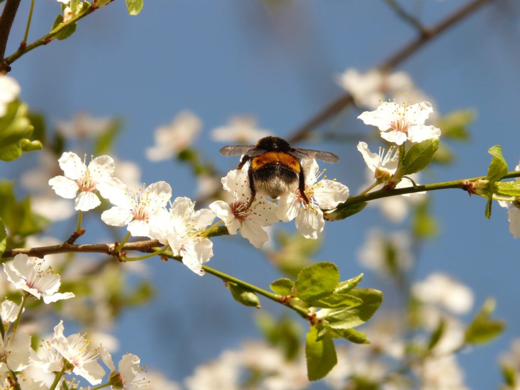 Bee pollinating wild plum blossoms to illustrate blooming where you are planted
