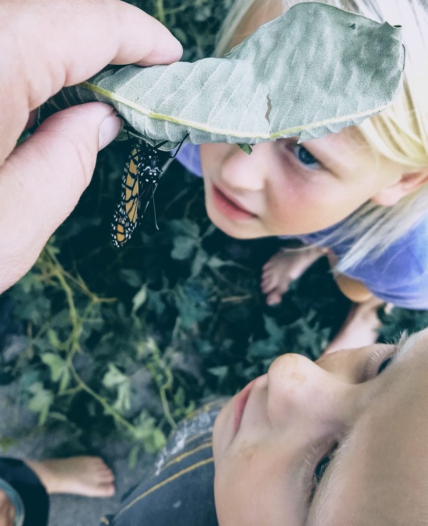 Nature Study in our Charlotte Mason Homeschool girl and boy observing a new monarch butterfly. 